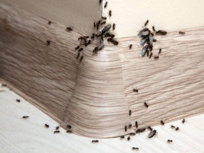 Ants in the house on the baseboards and wall angle