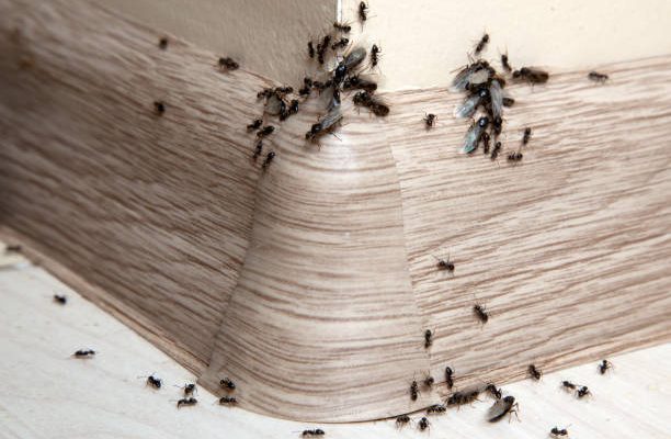 Ants in the house on the baseboards and wall angle