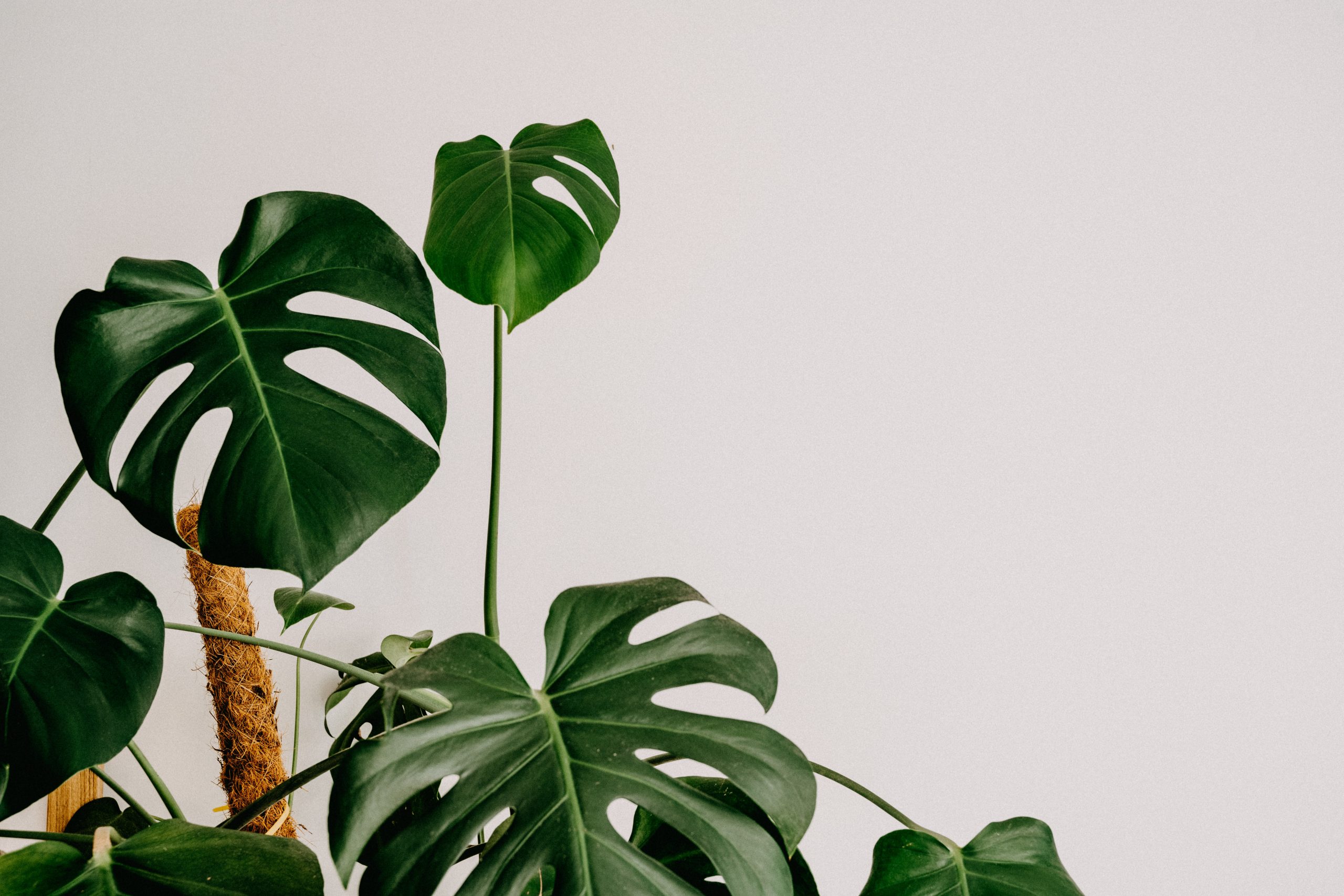 Annie-spratt-uz92lqeqioa-unsplash