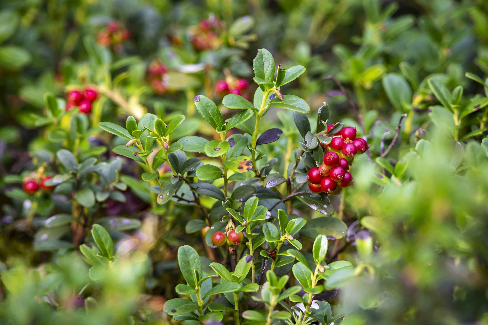 Lingonberry-gd5ec94d65_1920