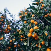 Paul-hanaoka-brxvmv_tbja-unsplash