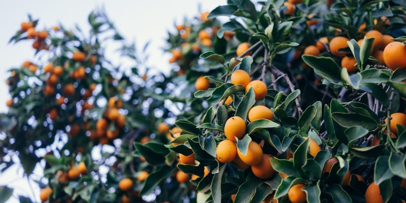 Paul-hanaoka-brxvmv_tbja-unsplash