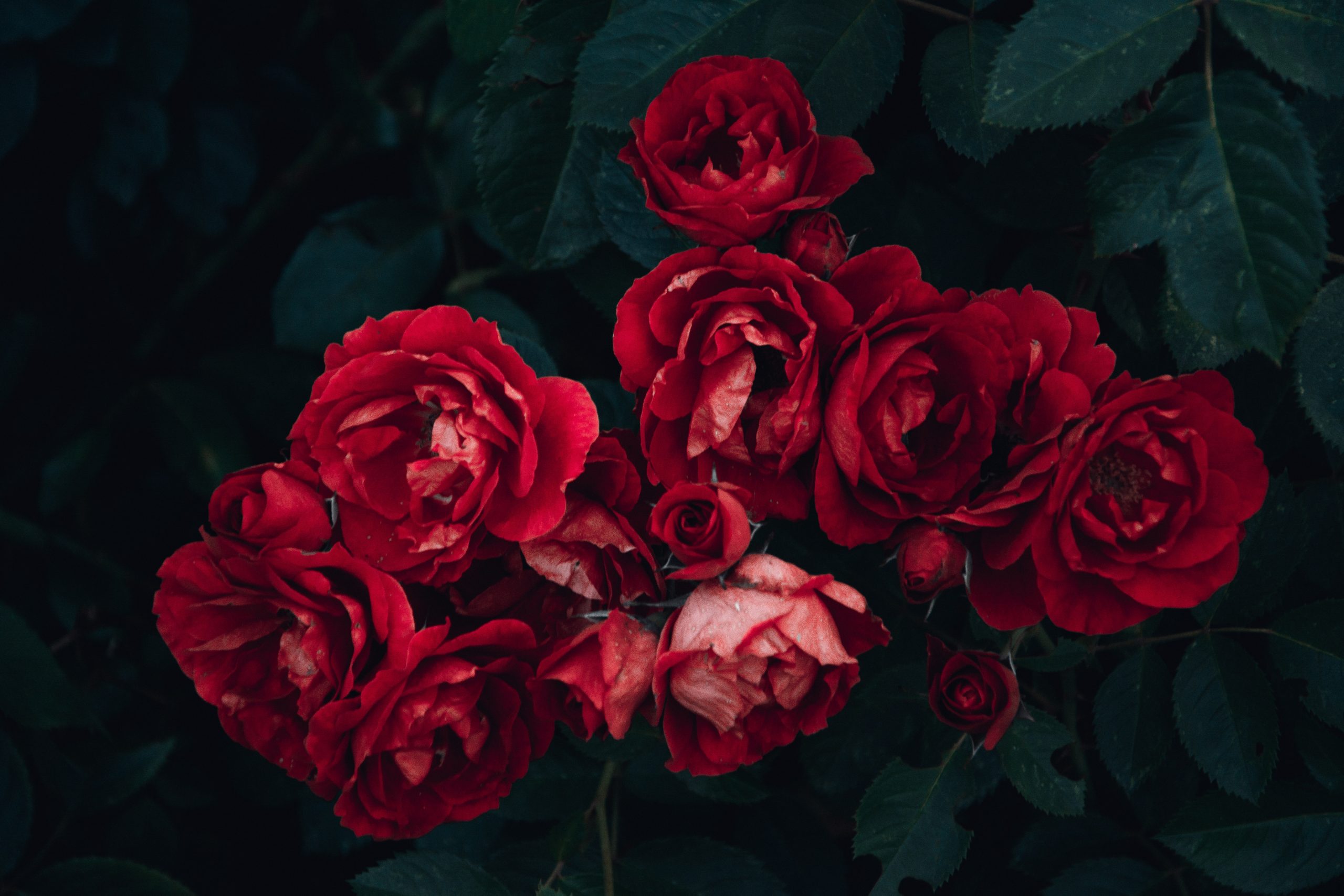 Pexels-irina-iriser-1233414