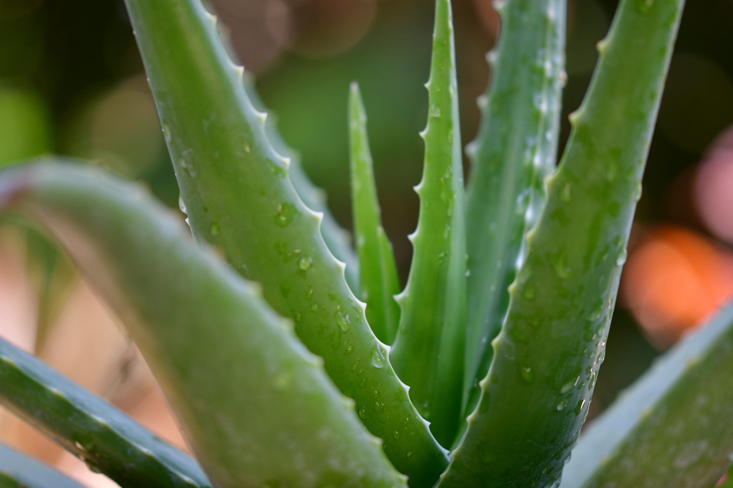 Pisauikan-n29jxkno1xi-unsplash