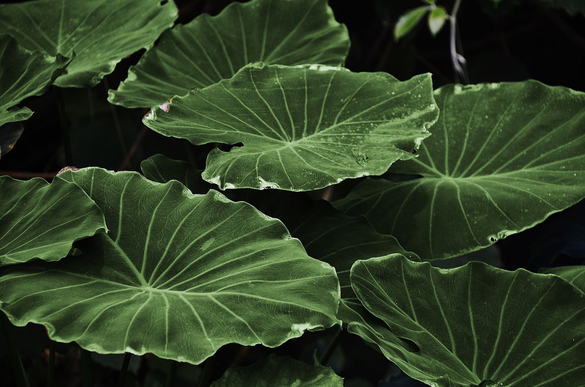 Leaves-gb1347f21c_1920