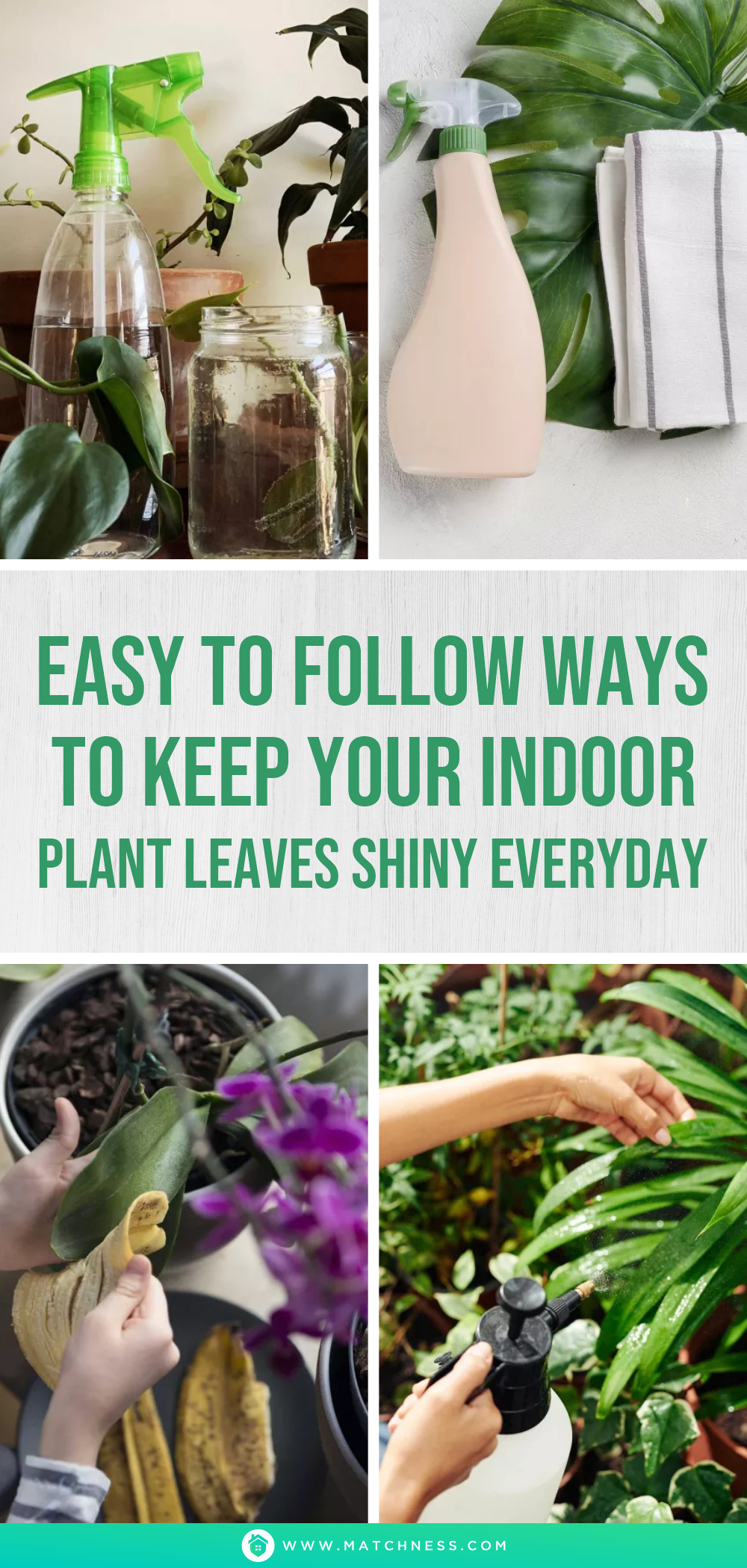Easy to follow ways to keep your indoor plant leaves shiny everyday1