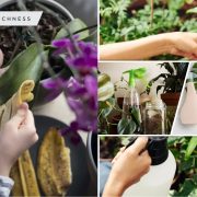 Easy to follow ways to keep your indoor plant leaves shiny everyday2