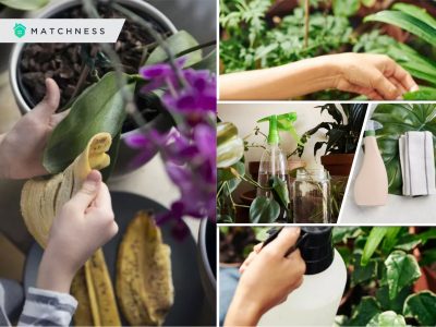 Easy to follow ways to keep your indoor plant leaves shiny everyday2