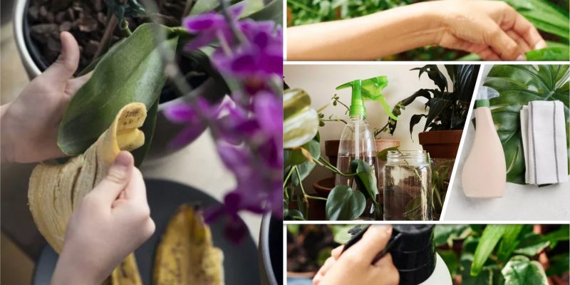 Easy to follow ways to keep your indoor plant leaves shiny everyday2