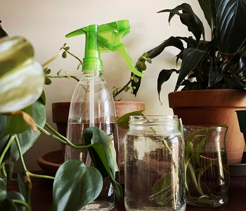 Natural oils Easy To Follow Ways To Keep Your Indoor Plant Leaves Shiny Everyday