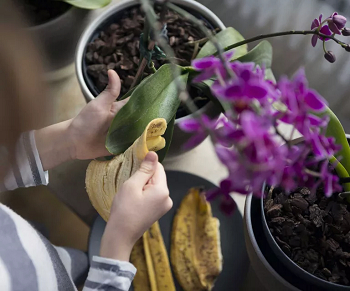 Use banana leaves to wipe it out Easy To Follow Ways To Keep Your Indoor Plant Leaves Shiny Everyday