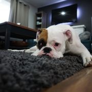 Boxer-1562522_960_720