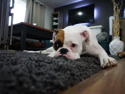 Boxer-1562522_960_720