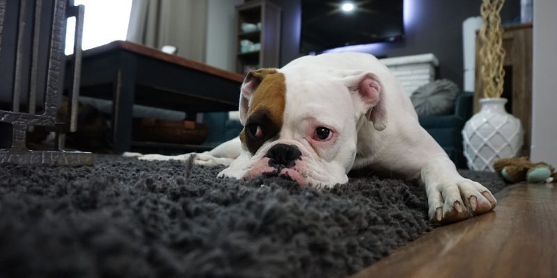Boxer-1562522_960_720