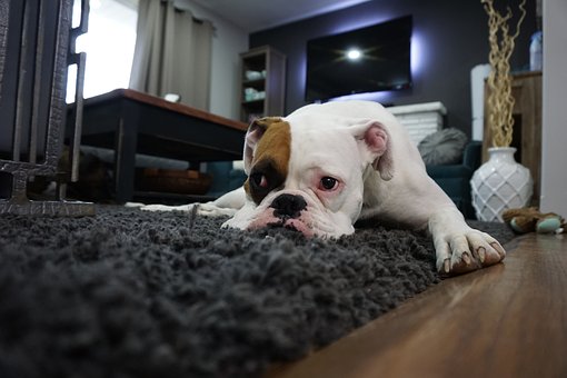 Boxer-1562522__340