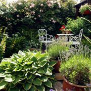 Small densely planted summer garden with shrubs and colour