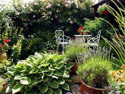 Small densely planted summer garden with shrubs and colour