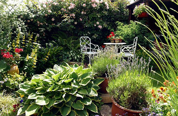 Small densely planted summer garden with shrubs and colour