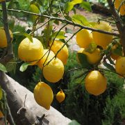Lemon-1117561_960_720