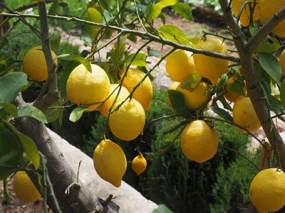Lemon-1117561_960_720