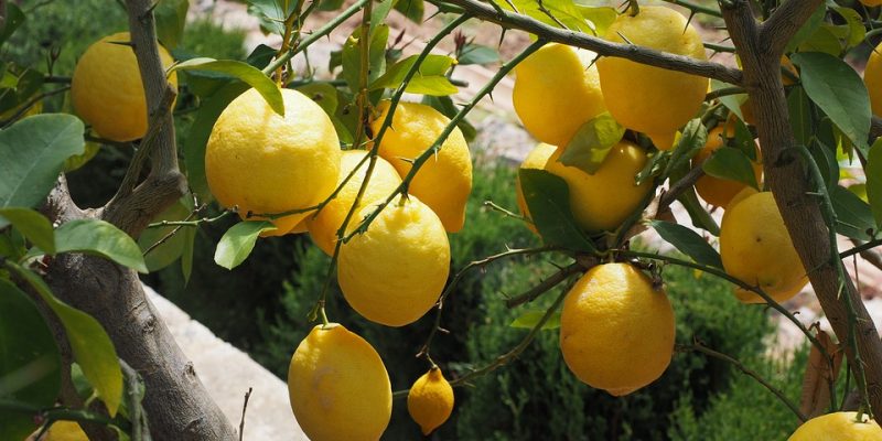 Lemon-1117561_960_720