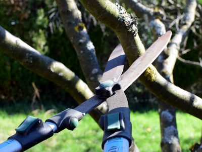 Pruning-shears-4964455_960_720