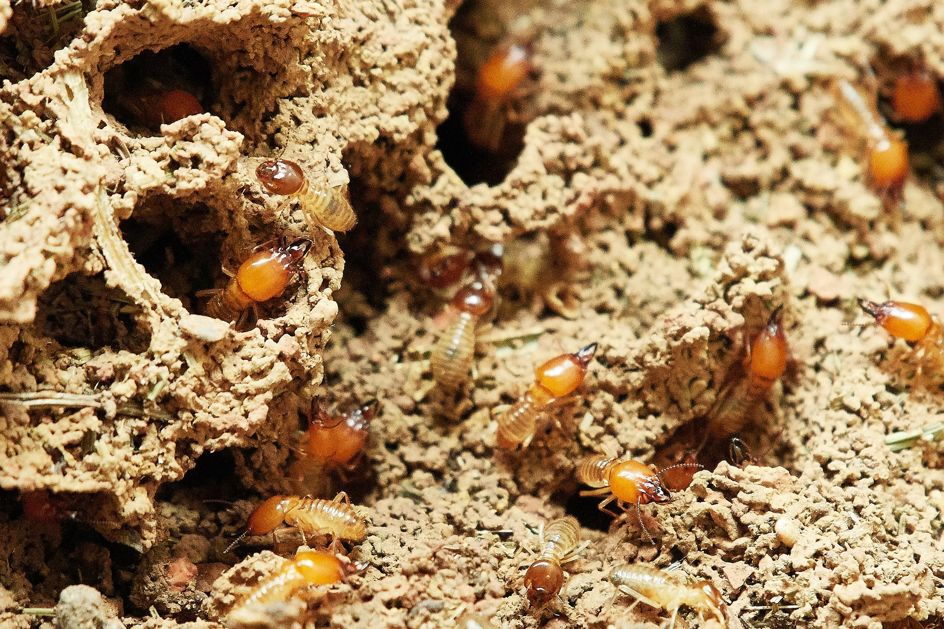 Termites-g06fdbeadb_1920