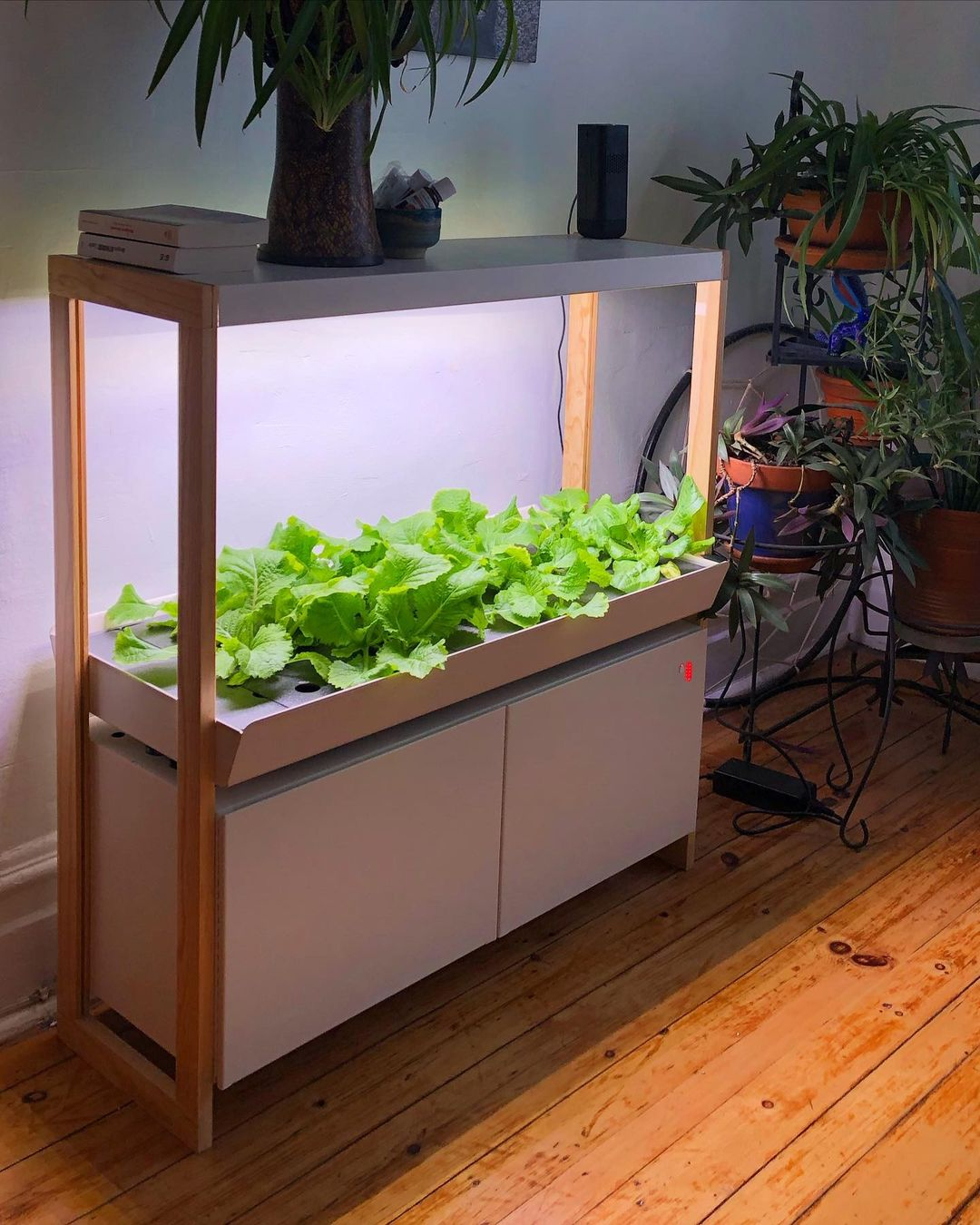 How to have indoor hydroponic garden in your home (13)