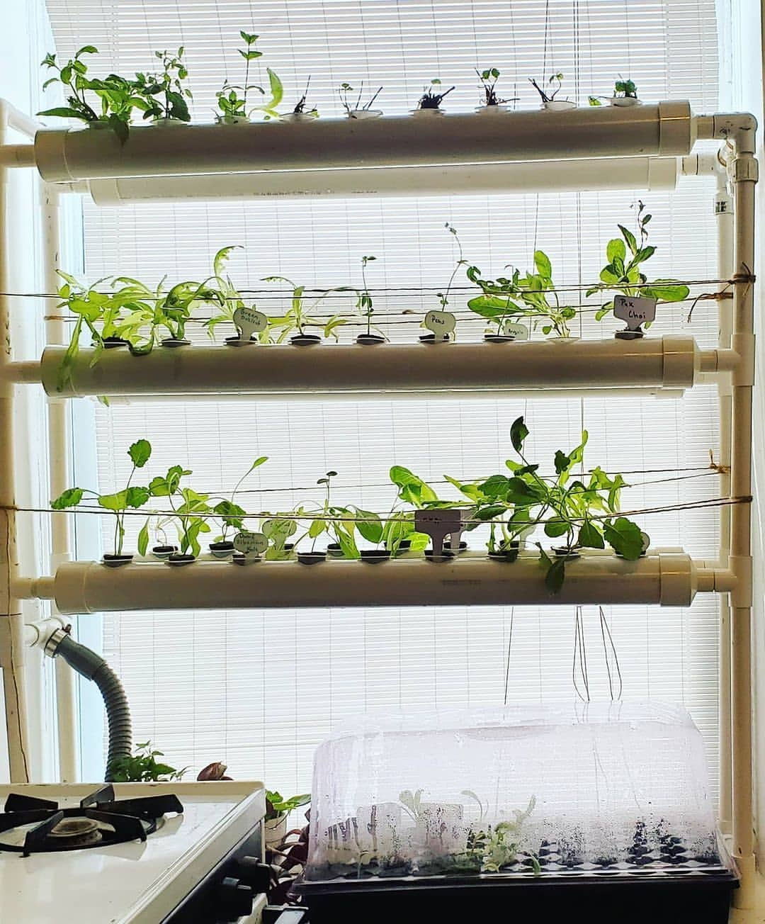 How to have indoor hydroponic garden in your home (15)