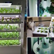 How to have indoor hydroponic garden in your home2