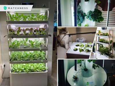 How to have indoor hydroponic garden in your home2
