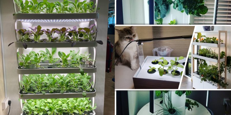 How to have indoor hydroponic garden in your home2