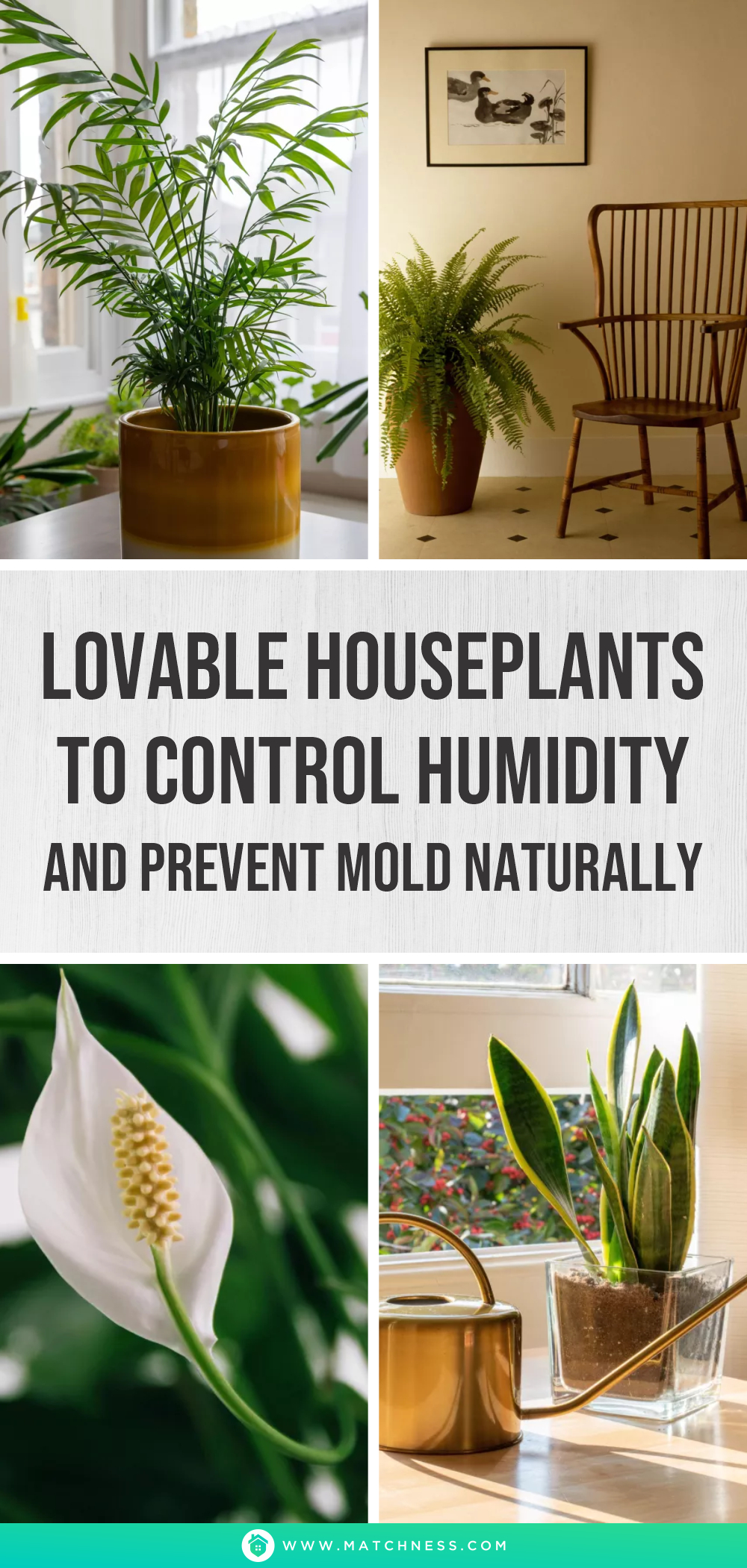 Lovable houseplants to control humidity and prevent mold naturally1