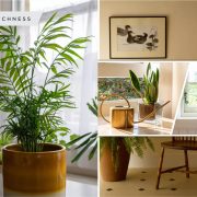 Lovable houseplants to control humidity and prevent mold naturally2
