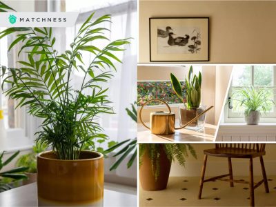 Lovable houseplants to control humidity and prevent mold naturally2
