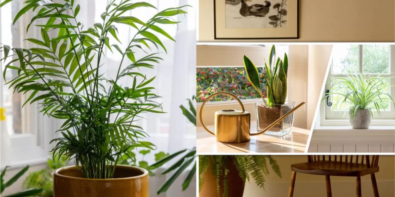 Lovable houseplants to control humidity and prevent mold naturally2