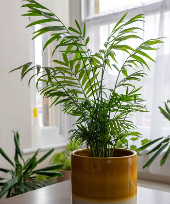 Palms Lovable Houseplants To Control Humidity And Prevent Mold Naturallya