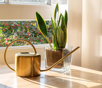 Snake plant Lovable Houseplants To Control Humidity And Prevent Mold Naturally