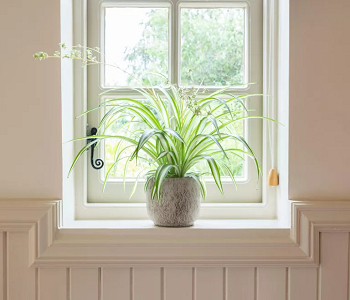 Spider plants Lovable Houseplants To Control Humidity And Prevent Mold Naturally