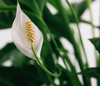 Dryness as an ideal way for beginners. Lovable Houseplants To Control Humidity And Prevent Mold Naturally