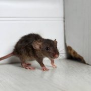 Grey rat near wooden wall on floor. pest control