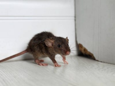 Grey rat near wooden wall on floor. pest control
