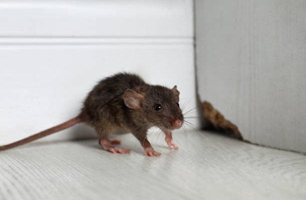 Grey rat near wooden wall on floor. pest control