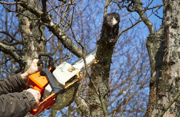 Gardener working in the garden during springtime. petrol chainsaw in male hands
