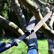 Pruning-shears-4964455_960_720
