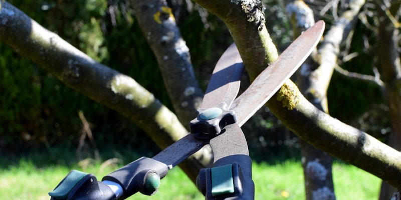 Pruning-shears-4964455_960_720