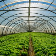 Greenhouse for the cultivation of salad