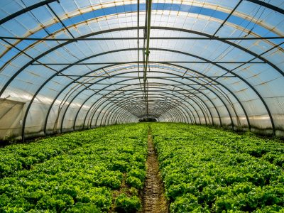 Greenhouse for the cultivation of salad