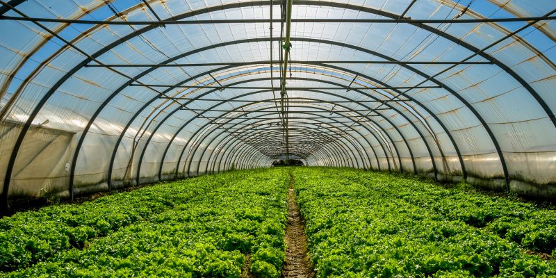 Greenhouse for the cultivation of salad