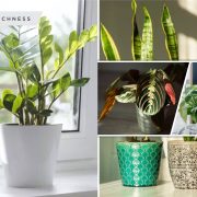 Best plants to add splash of color and style in the bedroom2
